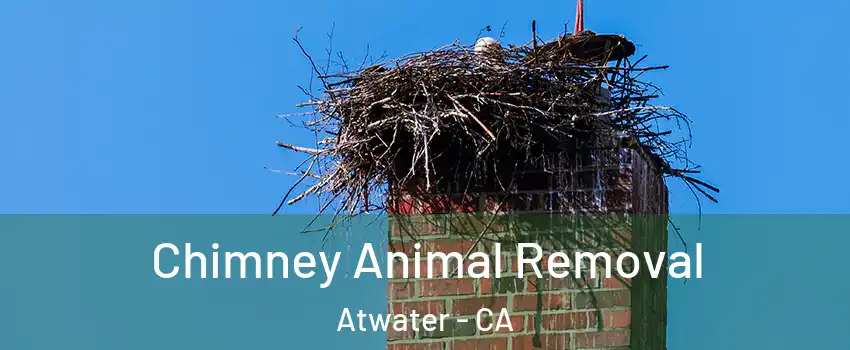  Chimney Animal Removal Atwater - CA