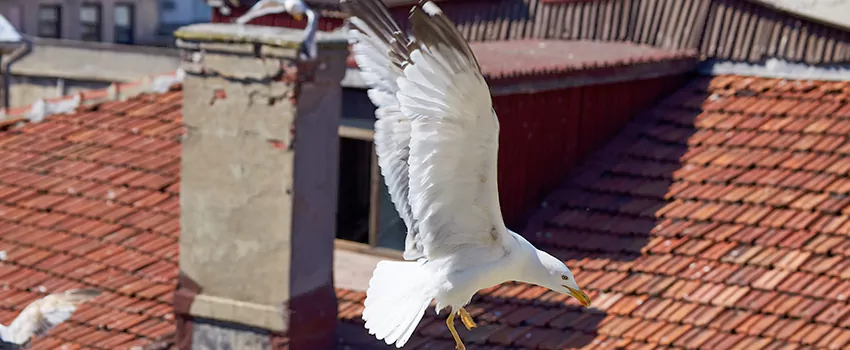 Residential Chimney Animal Removal Solution in Atwater, CA